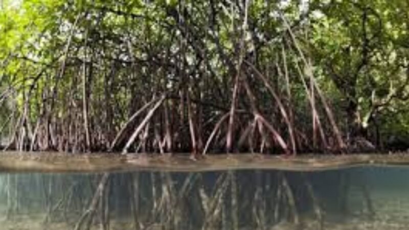 Manguezal 937: Protecting a Vital Mangrove Ecosystem