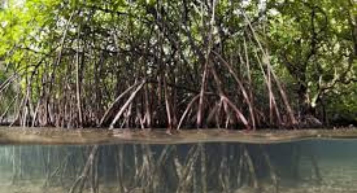 Manguezal 937: Protecting a Vital Mangrove Ecosystem